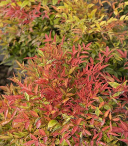 Moonbay Nandina