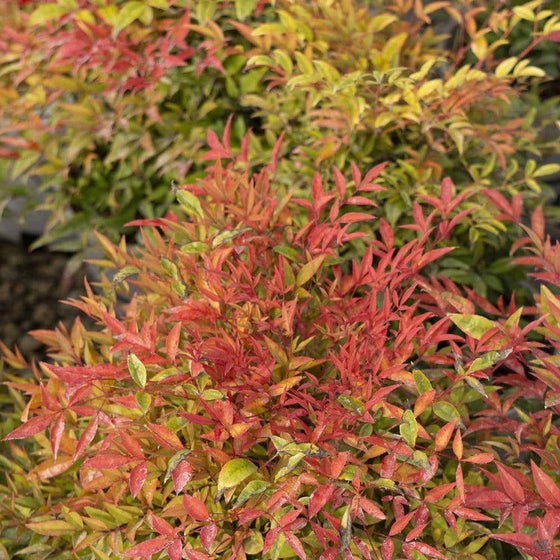 Nandina Moonbay Shrubs or Heavenly Bamboo has a Variety of Leaf Colors from Green to Red