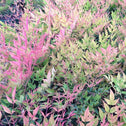 Moonbay Nandina Shrub Foliage Turns Bright Red in Winter