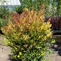 Nandina Moon Bay Compact Shrub with Dense Evergreen Leaves