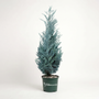Moonglow Juniper silver-blue foliage in  3 gallon pot