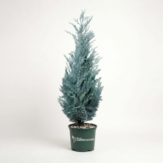 Moonglow Juniper silver-blue foliage in  3 gallon pot