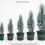Five potted Moonglow Juniper plants shown in increasing sizes from 1ft to 5-6ft, with a height measurement scale on the left side. The plants have a silvery-blue foliage and are in dark green plastic pots with the brand name 'GARDEN GOOCHES' visible.