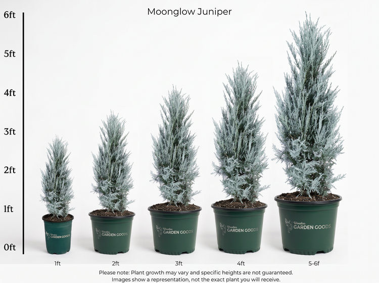 Five potted Moonglow Juniper plants shown in increasing sizes from 1ft to 5-6ft, with a height measurement scale on the left side. The plants have a silvery-blue foliage and are in dark green plastic pots with the brand name 'GARDEN GOOCHES' visible.