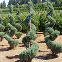 group of planted spiral moonglow juniper topiary trees freshly trimmed