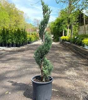 Moonglow Juniper Spiral Topiary