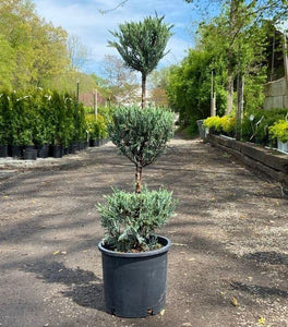 Moonglow Juniper Three Tier Topiary