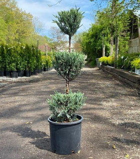 Moonglow Juniper Three Tier Topiary