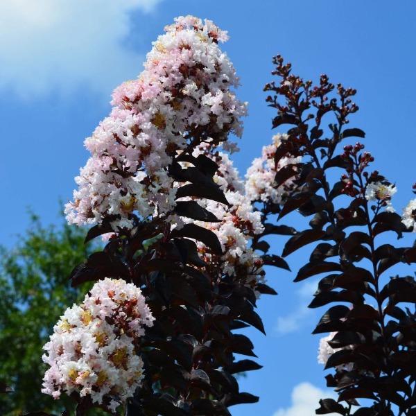 Moonlight Magic Crape Myrtle for Sale | Garden Goods Direct
