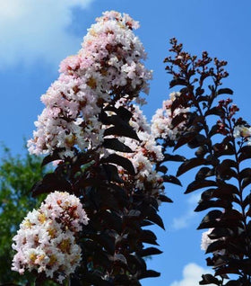 Moonlight Magic Crape Myrtle