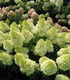 Moonrock Hydrangea