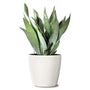 Moonshine Snake Plant with pointed frosted white and green foliage in white ceramic pot