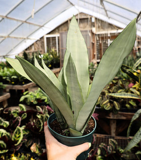 Moonshine Snake Plant