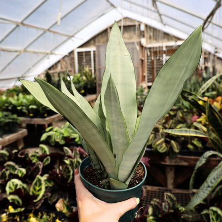 moonshine version snake plant Sansevieria Moonshine Snake Plant