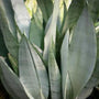 Moonshine Snake Plant close up of foliage 