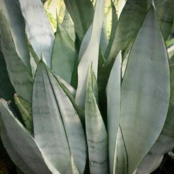 Moonshine Snake Plant close up of foliage 