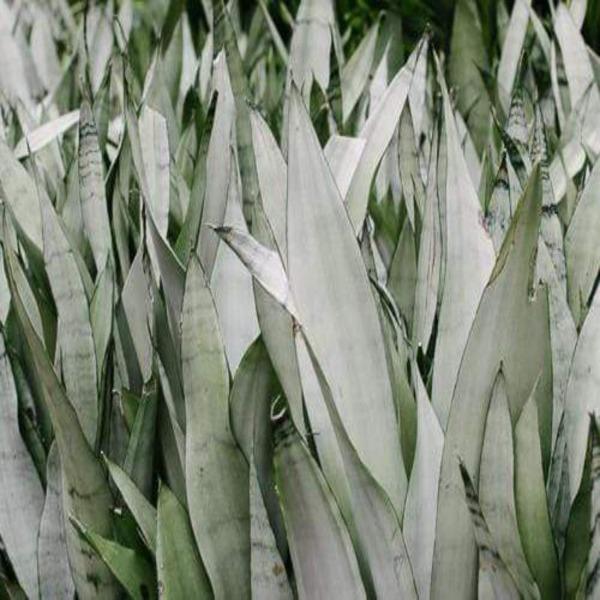 Sansevieria Moonshine Snake Plant