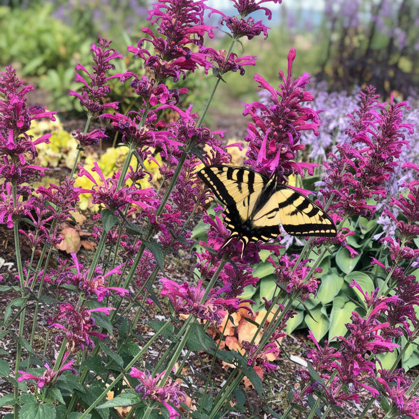 The Asterism 箱庭詭道 Buy Morello Agastache | Burgundy Hummingbird Mint