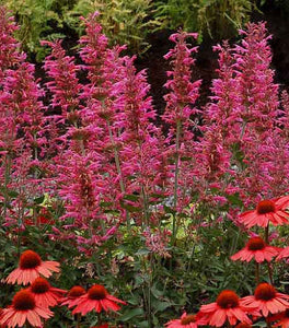Morello Agastache