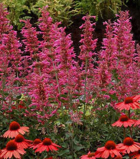 Morello Agastache