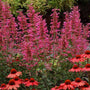Morello Hummingbird Mint planted with coneflowers, salvia, and ornamental grasses in a pollinator garden