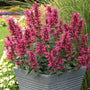 Burgundy Agastache blooming in a patio container with fragrant green foliage