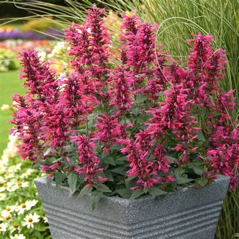 Burgundy Agastache blooming in a patio container with fragrant green foliage