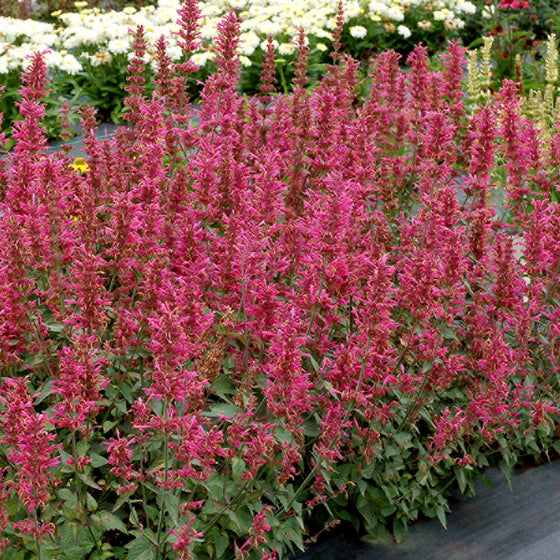 Morello Giant Hyssop growing in a dry nursery bed with other drought-tolerant perennials