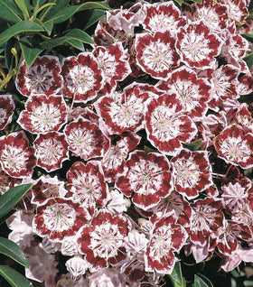 Mountain Laurel Minuet