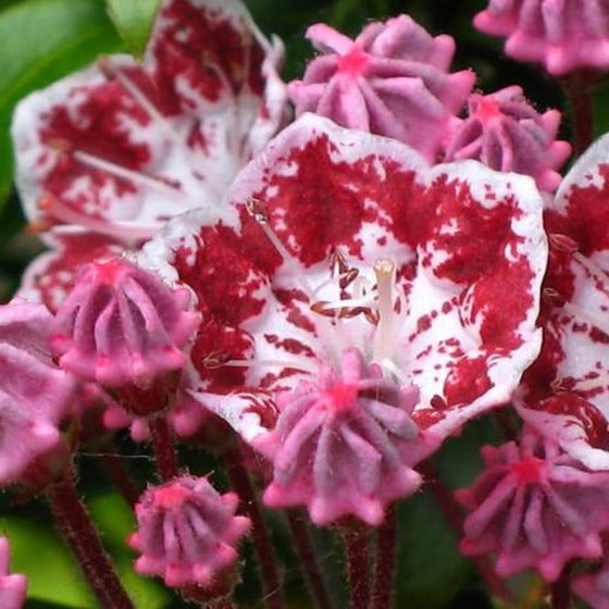 Closer look on a Mountain Minuet Showing stunning colors