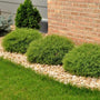 three Mr. Bowling Ball Arborvitae Shrubs in a landscape