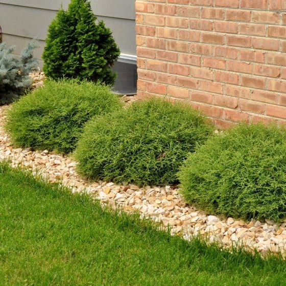 three Mr. Bowling Ball Arborvitae Shrubs in a landscape