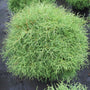 green evergreen foliage on Mr Bowling Ball Arborvitae Shrubs