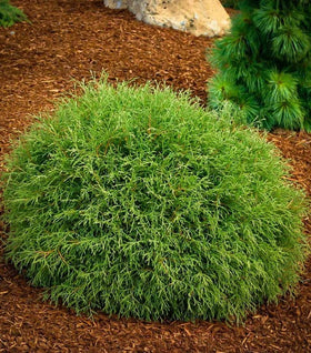 Mr. Bowling Ball Arborvitae