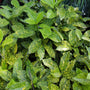 aucuba japonica mr goldstrike has variegated leaves of golden yellow and green