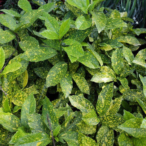 aucuba japonica mr goldstrike has variegated leaves of golden yellow and green