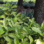 aucuba japonica mr goldstrike sold online has bright green and yellow foliage'