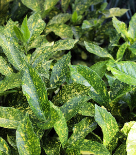 Mr. Goldstrike Aucuba