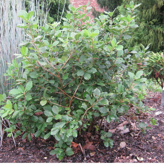 Mr. Poppins Winterberry Holly male pollinator shrub with green foliage in a native garden