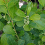 Mr. Poppins Winterberry Holly planted near Berry Poppins for winterberry pollination