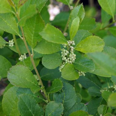 Mr. Poppins Winterberry Holly planted near Berry Poppins for winterberry pollination