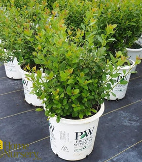 Mr. Poppins® Winterberry Holly