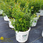 Mr. Poppins Winterberry Holly in a 3-Gallon Pot
