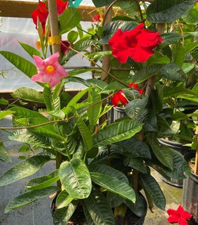 Multicolored Mandevilla