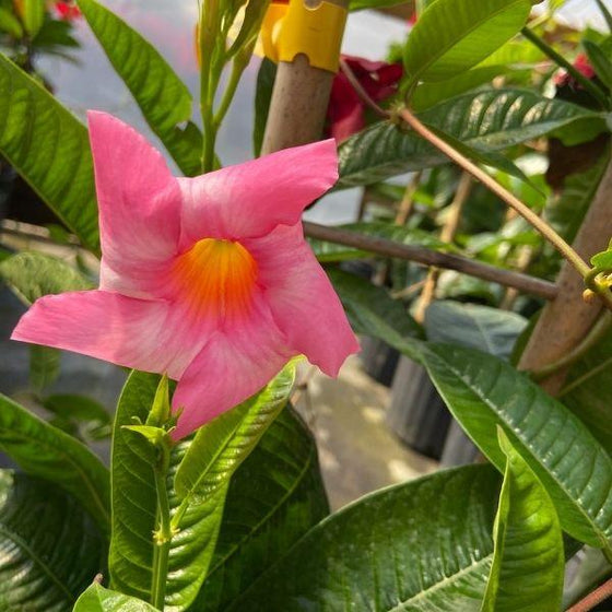 dracaena mandevilla Multicolored Mandevilla