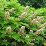 flowering shrub with soft pink conical flower blossoms peaking out of rich green leaves