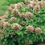 munchkin hydrangea quercifolia with abundant green foliage and light pink flowers