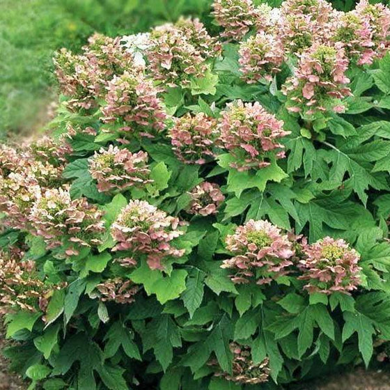 munchkin hydrangea quercifolia with abundant green foliage and light pink flowers