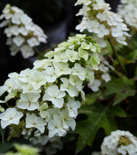 Munchkin Oakleaf Hydrangea