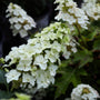 conical blooms on oakleaf hydrangea